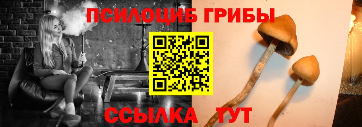 Новозыбков  Псилоцибиновые грибы мухоморы  Вход с VPN 